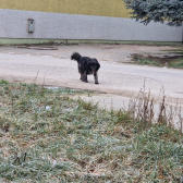 Pes pobehujúci po obci
